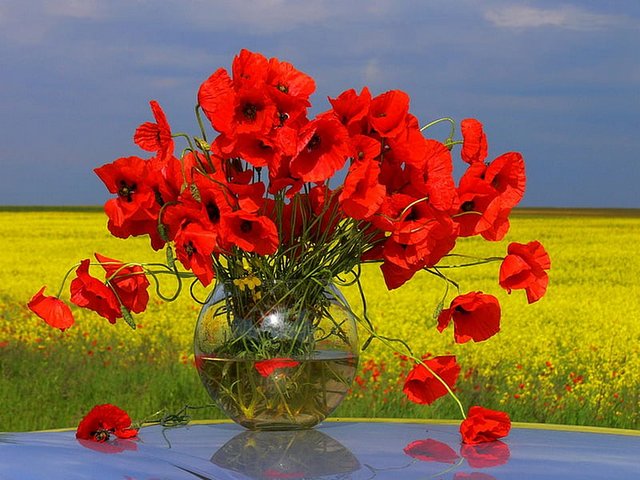 Red Poppies in Vase Wallpaper пъзел игра 