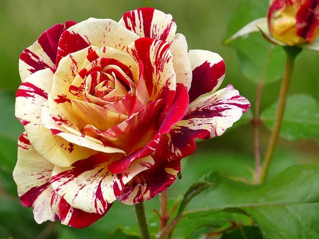 Rosa George Burns Puzzle Spiel 