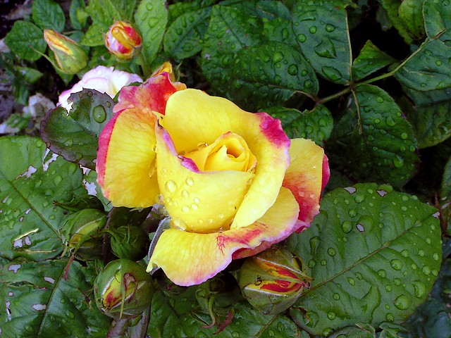 Rosa Lichtkonigin Lucia пазл игру 