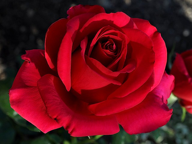 Rose Don Juan Close-up Puzzle Spiel 