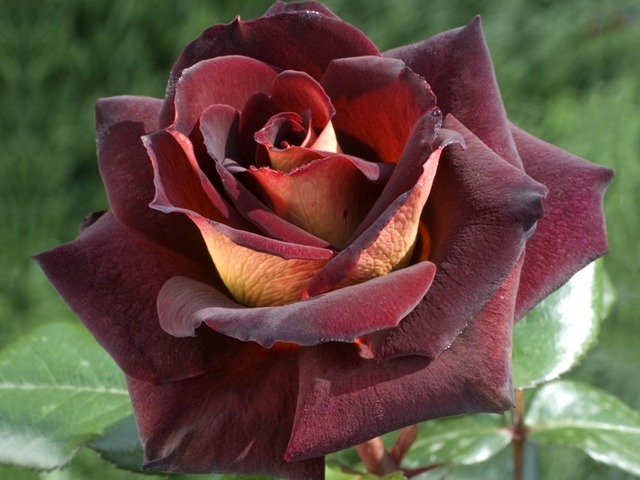 Rose Eddy Mitchel or Dark Nigh - The rose Eddy Mitchel or Dark Nigh (also known as 'MEIrysett' and 'Garden Director Bartje Miller') is an incredibly beautiful dark red blend of Hybrid Tea, with velvety red, almost black color on the front side of the petals and golden nuance on the back. <br />
The rose Eddy Mitchel is a large flower with a strict classical form, which has 10 cm diameter, around 27 petals, strong dark green foliage and reaches 120 to 185 cm.<br />
This plant blooms continuously throughout the season, from May to frost, spring, summer, autumn. The flowers have slight fragrance and are kept a very long time, about 2 weeks, after which they wither on the stalks, like if were mummified. The rose does not tolerate the scorching sun, it prefers the morning sunlight. It has a good resistance to rain and diseases. - , Rose, Eddy, Mitchel, dark, nigh, nights, flowers, flower, MEIrysett, Garden, Director, Bartje, Miller, incredibly, beautiful, red, blend, hybrid, tea, velvety, black, color, colors, front, side, sides, petals, petal, golden, nuance, back, strict, classical, form, forms, diameter, green, foliage, plant, season, May, frost, spring, summer, autumn, fragrance, time, weeks, week, stalks, stalk, mummified, scorching, sun, morning, sunlight, resistance, rain, diseases, disease - The rose Eddy Mitchel or Dark Nigh (also known as 'MEIrysett' and 'Garden Director Bartje Miller') is an incredibly beautiful dark red blend of Hybrid Tea, with velvety red, almost black color on the front side of the petals and golden nuance on the back. <br />
The rose Eddy Mitchel is a large flower with a strict classical form, which has 10 cm diameter, around 27 petals, strong dark green foliage and reaches 120 to 185 cm.<br />
This plant blooms continuously throughout the season, from May to frost, spring, summer, autumn. The flowers have slight fragrance and are kept a very long time, about 2 weeks, after which they wither on the stalks, like if were mummified. The rose does not tolerate the scorching sun, it prefers the morning sunlight. It has a good resistance to rain and diseases. Lösen Sie kostenlose Rose Eddy Mitchel or Dark Nigh Online Puzzle Spiele oder senden Sie Rose Eddy Mitchel or Dark Nigh Puzzle Spiel Gruß ecards  from puzzles-games.eu.. Rose Eddy Mitchel or Dark Nigh puzzle, Rätsel, puzzles, Puzzle Spiele, puzzles-games.eu, puzzle games, Online Puzzle Spiele, kostenlose Puzzle Spiele, kostenlose Online Puzzle Spiele, Rose Eddy Mitchel or Dark Nigh kostenlose Puzzle Spiel, Rose Eddy Mitchel or Dark Nigh Online Puzzle Spiel, jigsaw puzzles, Rose Eddy Mitchel or Dark Nigh jigsaw puzzle, jigsaw puzzle games, jigsaw puzzles games, Rose Eddy Mitchel or Dark Nigh Puzzle Spiel ecard, Puzzles Spiele ecards, Rose Eddy Mitchel or Dark Nigh Puzzle Spiel Gruß ecards