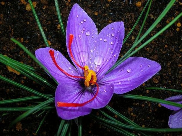 Saffron Crocus Closeup пазл игру 