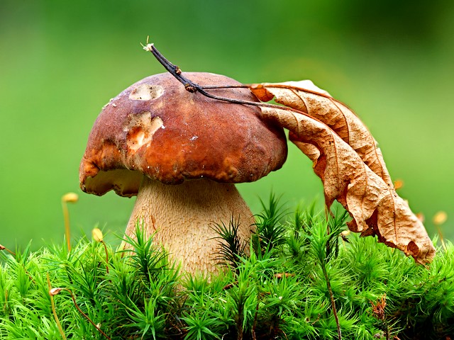 Shiitake Mushrooms Wallpaper puzzle game 