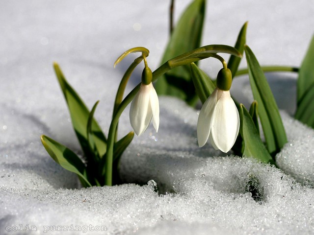 Snowdrops through the Snow puzzle game 