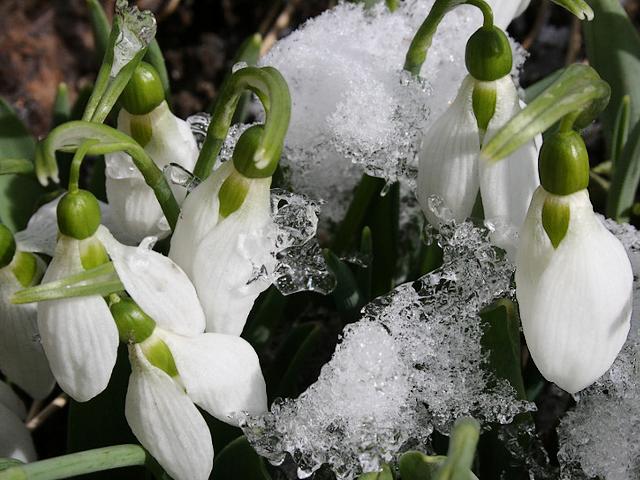 Spring First Snowdrops puzzle game 