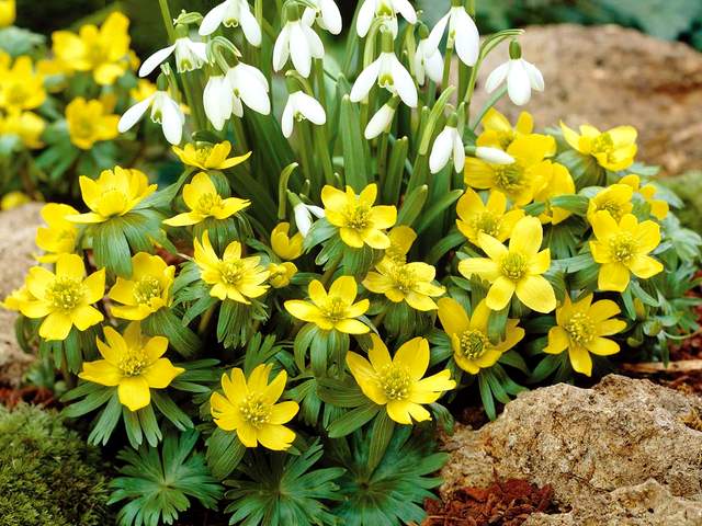 Spring Flowers Aconites and Snowdrops Puzzle Spiel 