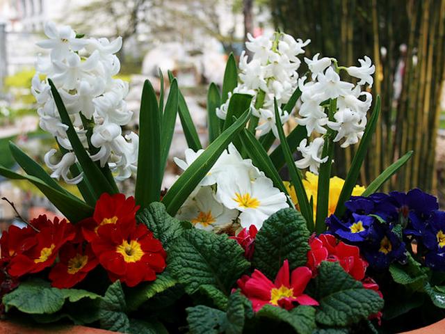 Spring Flowers Arangement English Primroses and Hyacinths Puzzle Spiel 