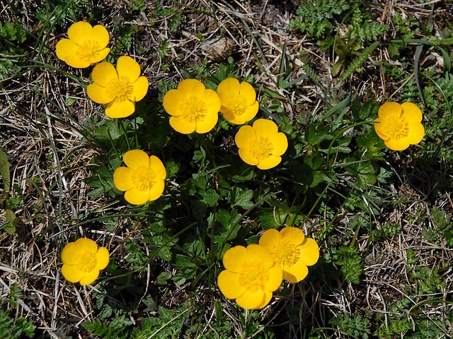 Spring Flowers Buttercups Puzzle Spiel 