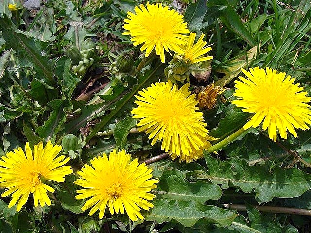 Spring Flowers Dandelions пъзел игра 