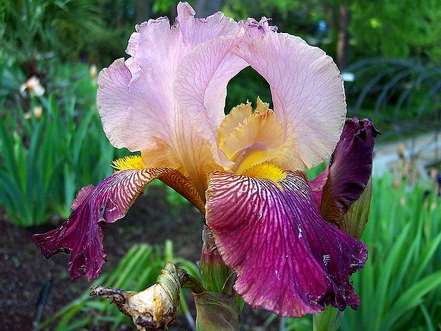 Spring Flowers Iris Royal Botanical Garden Madrid Spain juego de puzzle 