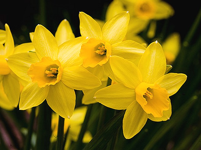 Spring Flowers Jumblie Daffodils McCrillis Gardens Bethesda Maryland USA juego de puzzle 