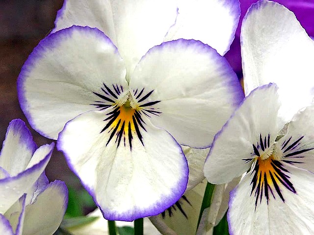 Spring Flowers Pansies juego de puzzle 
