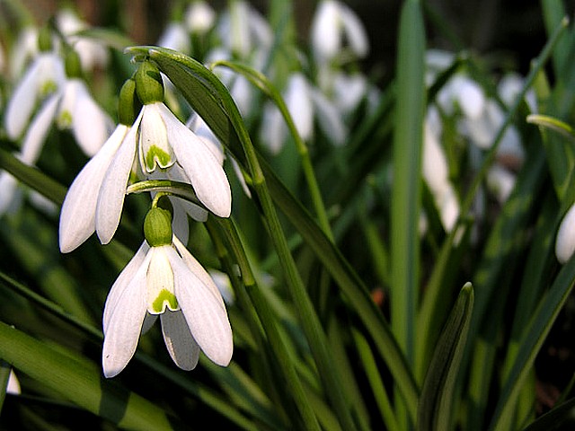 Spring Flowers Snowdrops Puzzle Spiel 