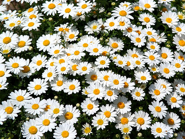 Spring Flowers Swamp Chrysanthemum Nagai Botanical Garden in Osaka Japan puzzle game 