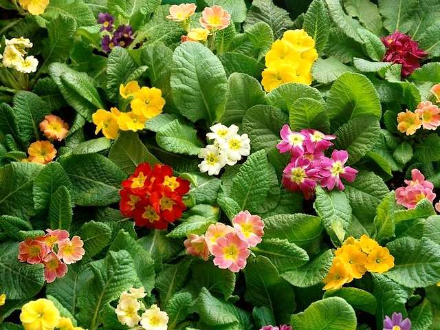 Spring Primroses пъзел игра 