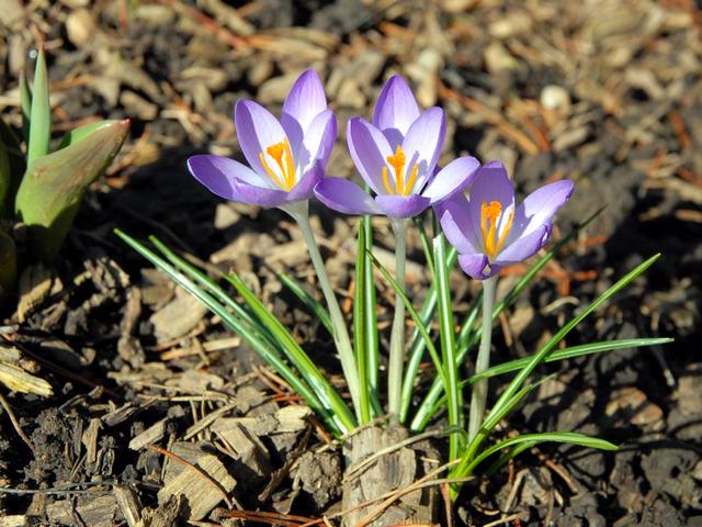 Spring Purple Crocuses puzzle game 