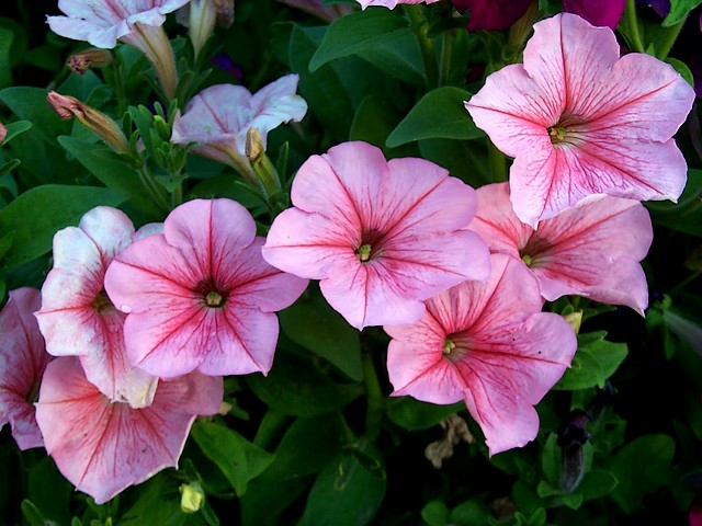 Summer Flower Petunia Puzzle Spiel 