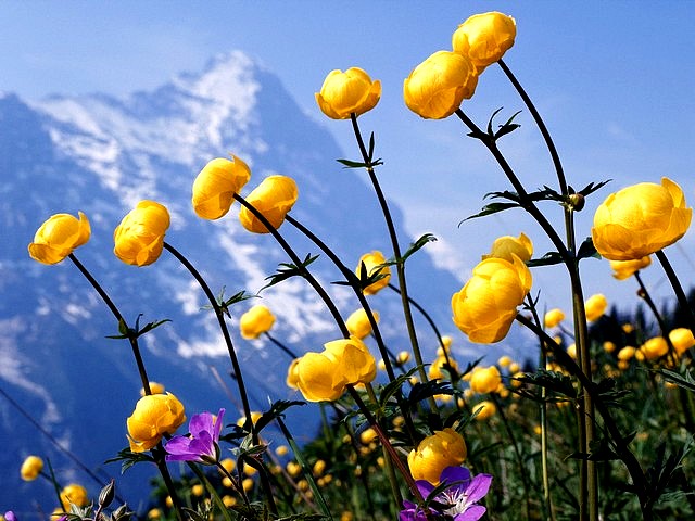 Summer Flowers Alpine Globeflowers Wallpaper пъзел игра 