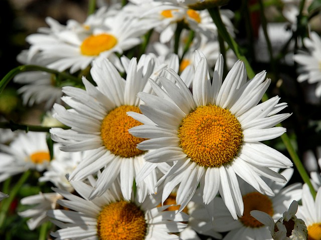 Summer Flowers Ox-eye Daisies Wallpaper пазл игру 