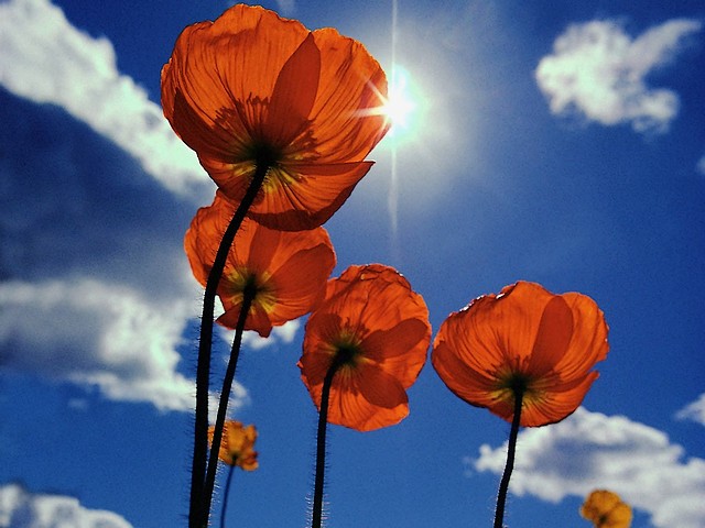 Summer Flowers Red Poppies Wallpaper пъзел игра 