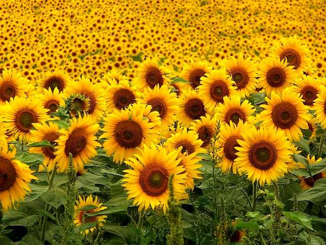 Sunflower Field Puzzle Spiel 
