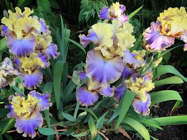 Tall Bearded Iris Repertoire пъзел игра 