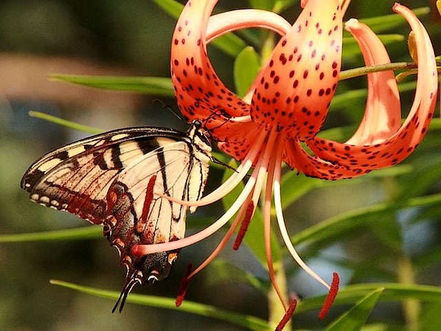 Tiger Lily Flower пазл игру 