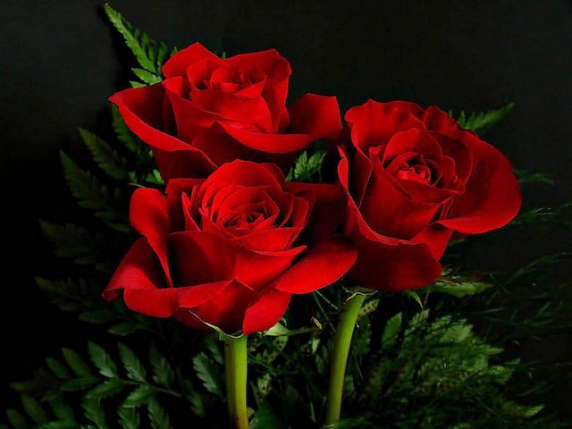 Valentines Day Three Red Roses juego de puzzle 