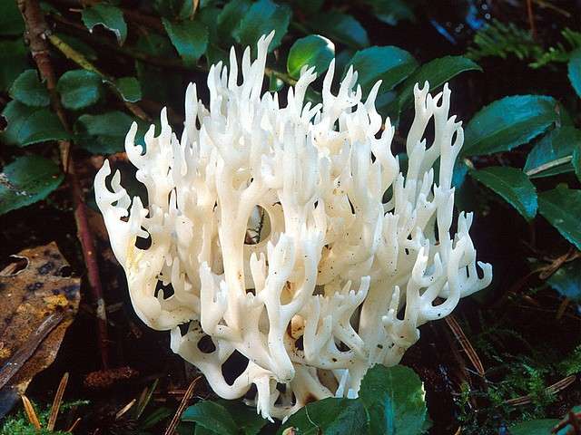 White Coral Mushrooms in California America Puzzle Spiel 