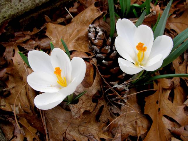 White Crocus - Two gorgeous graciously smiling blossoms of white crocus, flowers which bloom after snowdrops in early spring. They grow in woodlands and gardens of Eastern Europe and theirs pure-white petals are opened to the sun and closed during the night. - , white, crocus, crocuses, flowers, flower, nature, natures, season, seasons, gorgeous, graciously, smiling, blossoms, blossom, snowdrops, snowdrop, early, spring, woodlands, woodland, gardens, garden, Eastern, Europe, pure, petals, petal, sun, night, nights - Two gorgeous graciously smiling blossoms of white crocus, flowers which bloom after snowdrops in early spring. They grow in woodlands and gardens of Eastern Europe and theirs pure-white petals are opened to the sun and closed during the night. Решайте бесплатные онлайн White Crocus пазлы игры или отправьте White Crocus пазл игру приветственную открытку  из puzzles-games.eu.. White Crocus пазл, пазлы, пазлы игры, puzzles-games.eu, пазл игры, онлайн пазл игры, игры пазлы бесплатно, бесплатно онлайн пазл игры, White Crocus бесплатно пазл игра, White Crocus онлайн пазл игра , jigsaw puzzles, White Crocus jigsaw puzzle, jigsaw puzzle games, jigsaw puzzles games, White Crocus пазл игра открытка, пазлы игры открытки, White Crocus пазл игра приветственная открытка