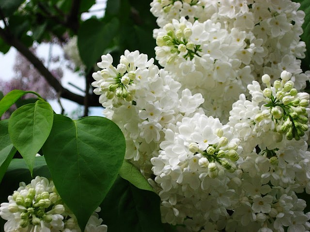 White Lilac in Alexandrovsky Garden Moscow Puzzle Spiel 