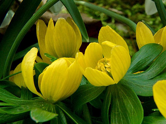 Winter Aconite Eranthis hyemalis puzzle game 