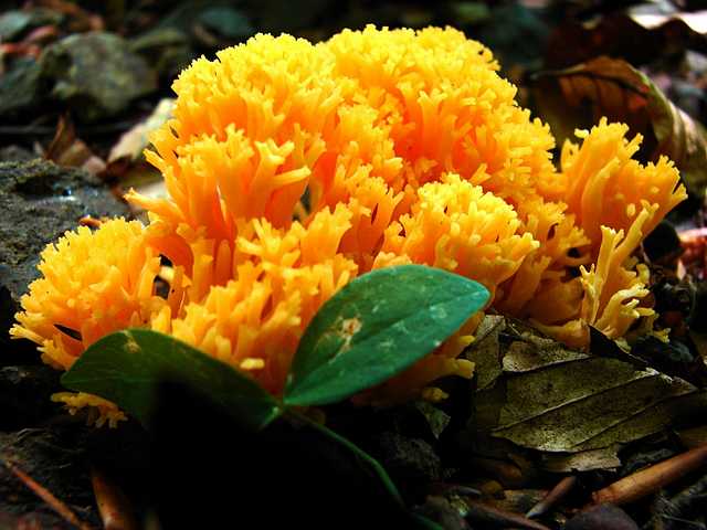 Yellow Coral Mushrooms in Yedigoller National Park Bolu Turkey puzzle game 