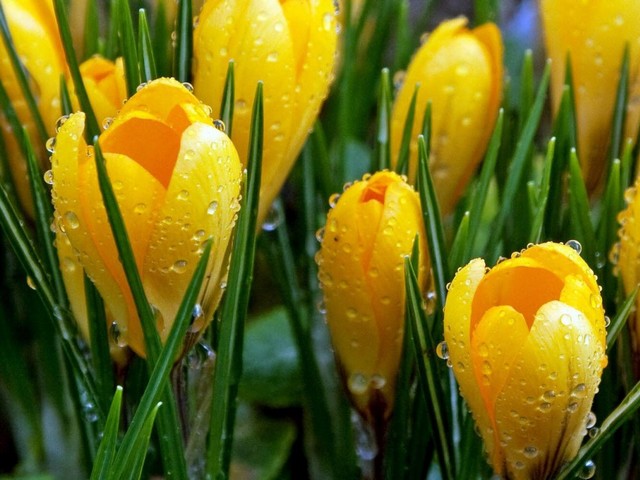 Yellow Crocuses Wallpaper juego de puzzle 