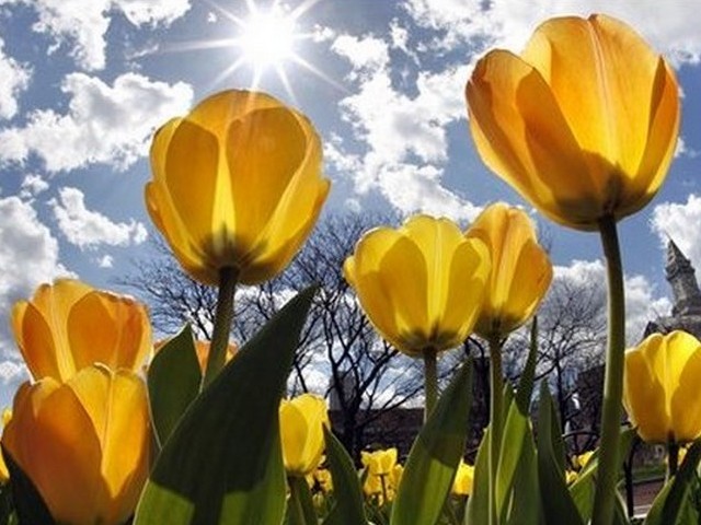 Yellow Tulips juego de puzzle 