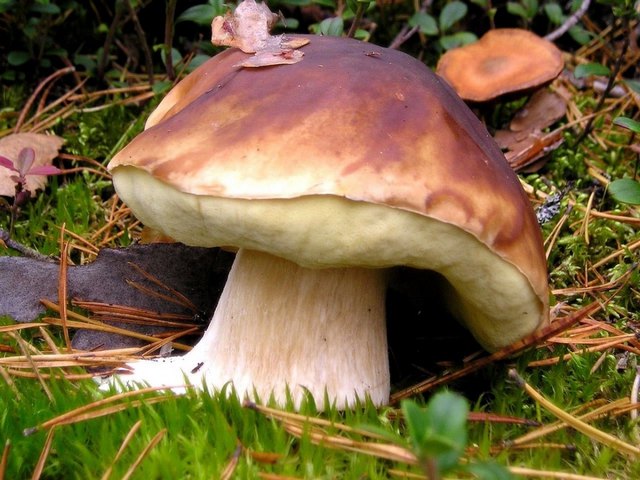 Mushroom Boletus Edulis Puzzle Spiel 