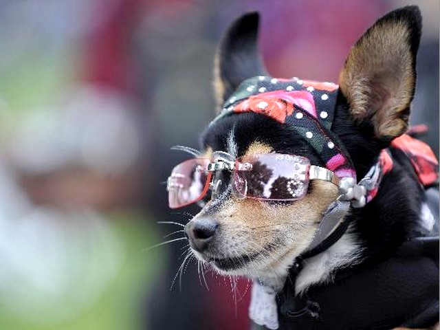 Puppy Isabella juego de puzzle 