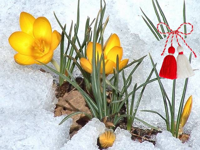 Martenitsa and Yellow Crocus in Snow Wallpaper Puzzle Spiel 