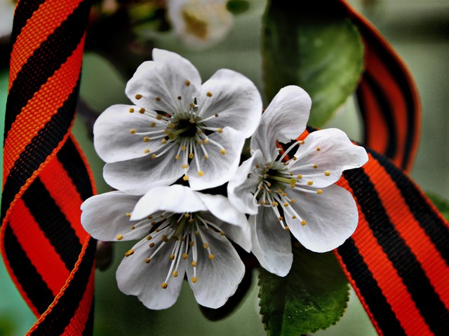 May 9th Victory Day Wallpaper puzzle game 