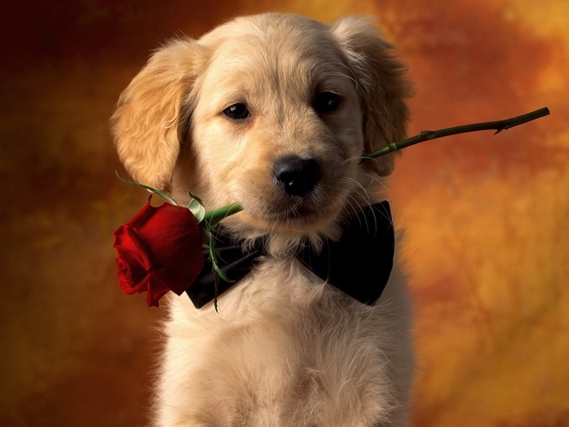 Romantic Puppy with Rose Wallpaper пъзел игра 