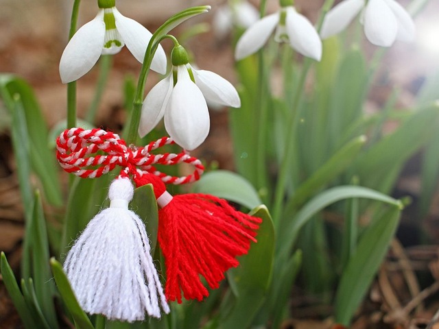 Snowdrops with Martenitsa - Snowdrops, the first heralds of spring, decorated with traditional Bulgarian Martenitsa. Martenitsa is a special amulet, made of tassels with twined red and white threads, which Bulgarian people exchange on 1-st of March, as a symbol of joy, health and long life. - , snowdrops, snowdrop, martenitsa, holidays, holiday, heralds, herald, spring, traditional, Bulgarian, amulet, amulets, tassels, tassel, red, white, threads, thread, people, exchange, March, symbol, symbols, joy, health, life - Snowdrops, the first heralds of spring, decorated with traditional Bulgarian Martenitsa. Martenitsa is a special amulet, made of tassels with twined red and white threads, which Bulgarian people exchange on 1-st of March, as a symbol of joy, health and long life. Lösen Sie kostenlose Snowdrops with Martenitsa Online Puzzle Spiele oder senden Sie Snowdrops with Martenitsa Puzzle Spiel Gruß ecards  from puzzles-games.eu.. Snowdrops with Martenitsa puzzle, Rätsel, puzzles, Puzzle Spiele, puzzles-games.eu, puzzle games, Online Puzzle Spiele, kostenlose Puzzle Spiele, kostenlose Online Puzzle Spiele, Snowdrops with Martenitsa kostenlose Puzzle Spiel, Snowdrops with Martenitsa Online Puzzle Spiel, jigsaw puzzles, Snowdrops with Martenitsa jigsaw puzzle, jigsaw puzzle games, jigsaw puzzles games, Snowdrops with Martenitsa Puzzle Spiel ecard, Puzzles Spiele ecards, Snowdrops with Martenitsa Puzzle Spiel Gruß ecards