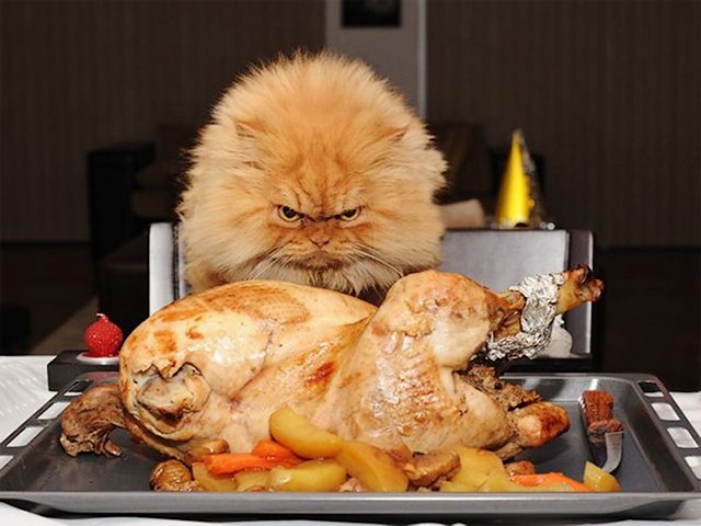 Thanksgiving Persian Cat and Roast Turkey - Funny picture of a tempted Persian cat at the sight of roast turkey for the festive dinner of the Thanksgiving Day. - , Thanksgiving, Persian, cat, cats, roast, turkey, turkeys, holiday, holidays, feast, feasts, animal, animals, funny, picture, pictures, sight, sights, festive, dinner, dinners, day, days - Funny picture of a tempted Persian cat at the sight of roast turkey for the festive dinner of the Thanksgiving Day. Lösen Sie kostenlose Thanksgiving Persian Cat and Roast Turkey Online Puzzle Spiele oder senden Sie Thanksgiving Persian Cat and Roast Turkey Puzzle Spiel Gruß ecards  from puzzles-games.eu.. Thanksgiving Persian Cat and Roast Turkey puzzle, Rätsel, puzzles, Puzzle Spiele, puzzles-games.eu, puzzle games, Online Puzzle Spiele, kostenlose Puzzle Spiele, kostenlose Online Puzzle Spiele, Thanksgiving Persian Cat and Roast Turkey kostenlose Puzzle Spiel, Thanksgiving Persian Cat and Roast Turkey Online Puzzle Spiel, jigsaw puzzles, Thanksgiving Persian Cat and Roast Turkey jigsaw puzzle, jigsaw puzzle games, jigsaw puzzles games, Thanksgiving Persian Cat and Roast Turkey Puzzle Spiel ecard, Puzzles Spiele ecards, Thanksgiving Persian Cat and Roast Turkey Puzzle Spiel Gruß ecards
