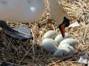 Abbotsbury Swannery Swan checks the Eggs