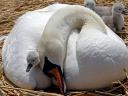 Abbotsbury Swannery Swan clasp the Cygnet