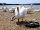 Abbotsbury Swannery Swan with Cygnets