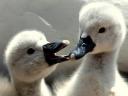 Abbotsbury Swannery Two Baby Swans
