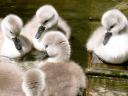 Abbotsbury Swannery the Cygnet joins the Team