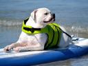 American Bulldog Surf Dog Humphrey Southern California USA