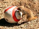 Animals World Cup Baby Meercat at Bristol Zoo in England