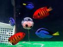 Animals World Cup Blue Tangs and Flame Angelfish at Hakkeijima Sea Paradise Aquarium in Japan